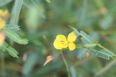 Cassia mimosoides